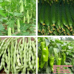 宏鴻農產品 高效農副產品配送服務與網站建設