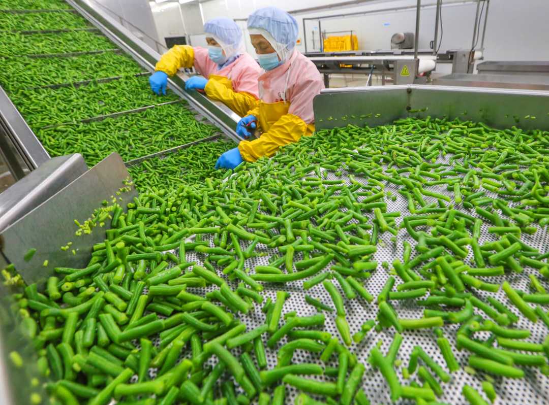 出口蔬菜加工忙，鄭蒲港引領農產品貿易新篇章