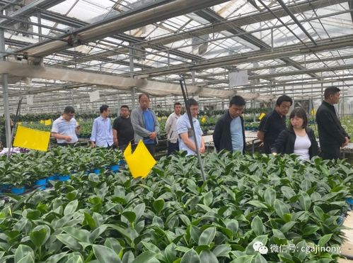 腐植酸 開啟綠色農業新篇章，賦能農產品提質增效