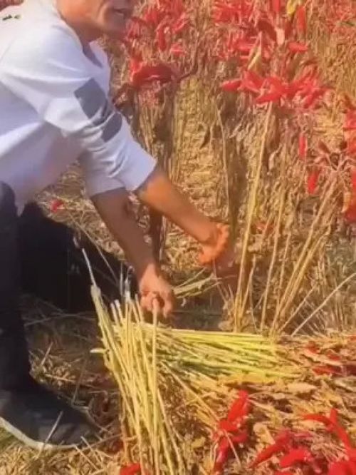 三農(nóng)之基，豐收之果 打造優(yōu)質(zhì)農(nóng)產(chǎn)品，賦能鄉(xiāng)村振興